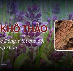 Hạ khô thảo – Vị thuốc Đông Y tốt cho đôi mắt sáng khỏe